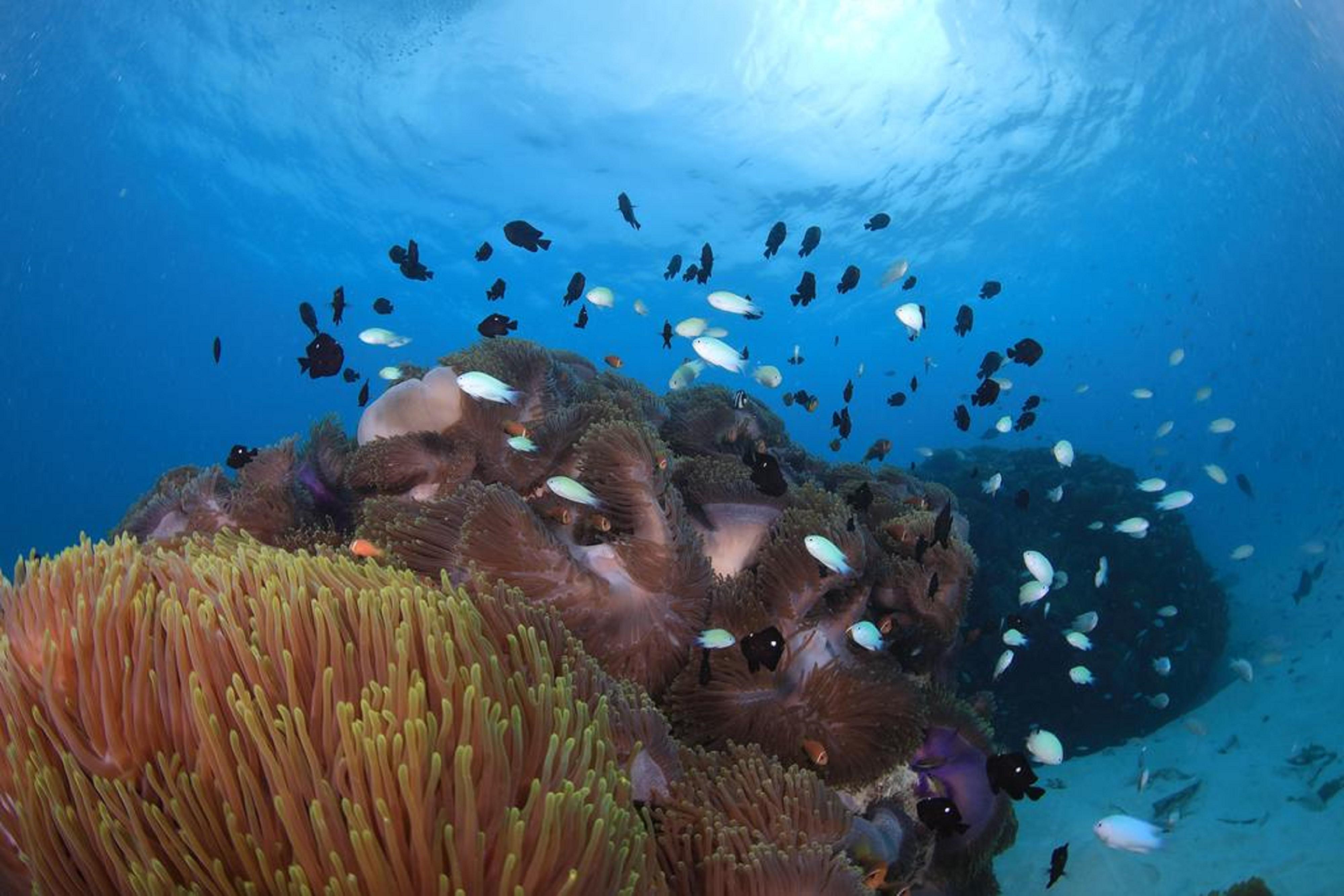 Hard Rock Hotel Maldives Emboodhoo Lagoon Екстериор снимка Coral reef